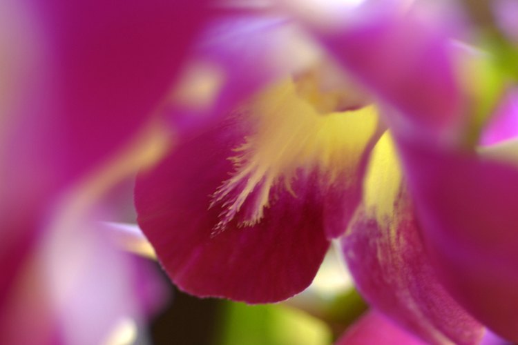 Las deficiencias de magnesio y de hierro pueden causar que las hojas de una orquídea desarrollen un tinte amarillo.