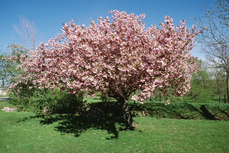 Árbol de cerezo