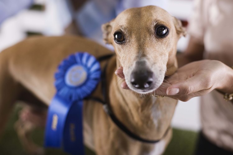 Haz un collar a la medida de tu galgo.