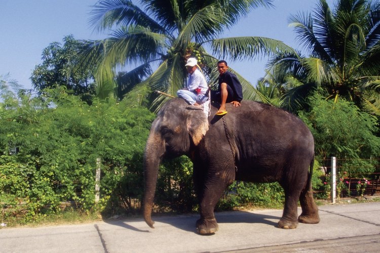 Atrévete a montar un elefante al ir a Tailandia.