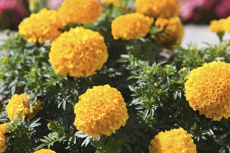 Las cabezas florales de color naranja y forma globular caracterizan a la caléndula africana.