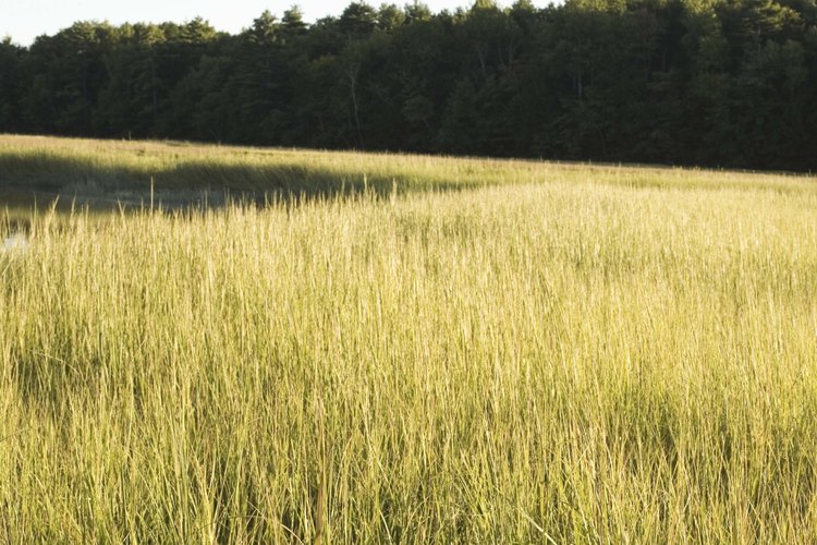 Las plantas de pantano ofrecen muchas características importantes para la vida silvestre.