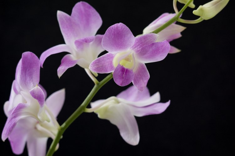 Las orquídeas son conocidas por sus flores de larga duración.