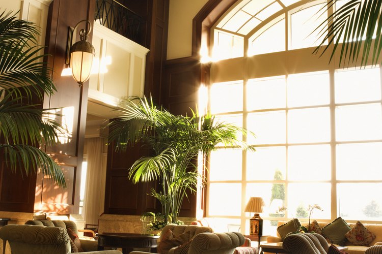 La palmera majestuosa prospera en interiores si cuenta con mucha iluminación y humedad.