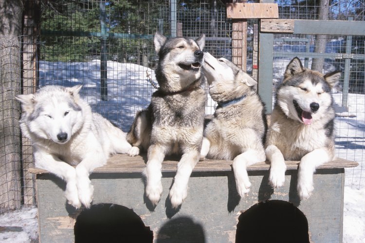 Los huskies se crían para jalar trineos más ligeros que los de los Alaskan Malamute.