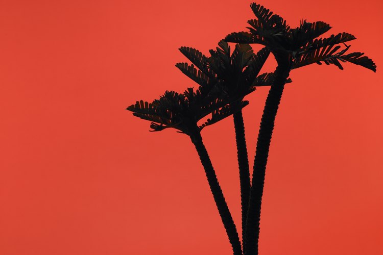 La palmera Roebelenii Phoenix crece mejor en climas cálidos o zonas de Fortaleza 9 y 10.