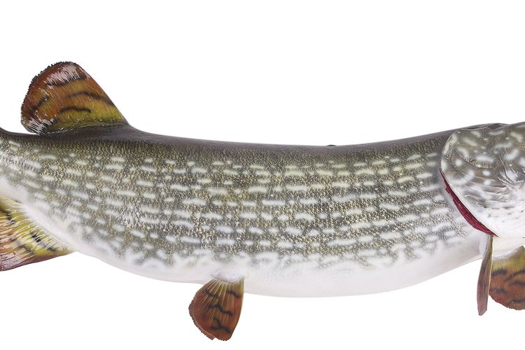 Hay 24.000 especies de peces óseos.
