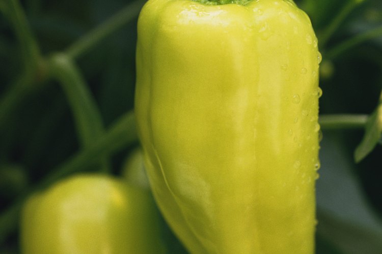 Cultivar pimientos en sistemas hidropónicos es sencillo.