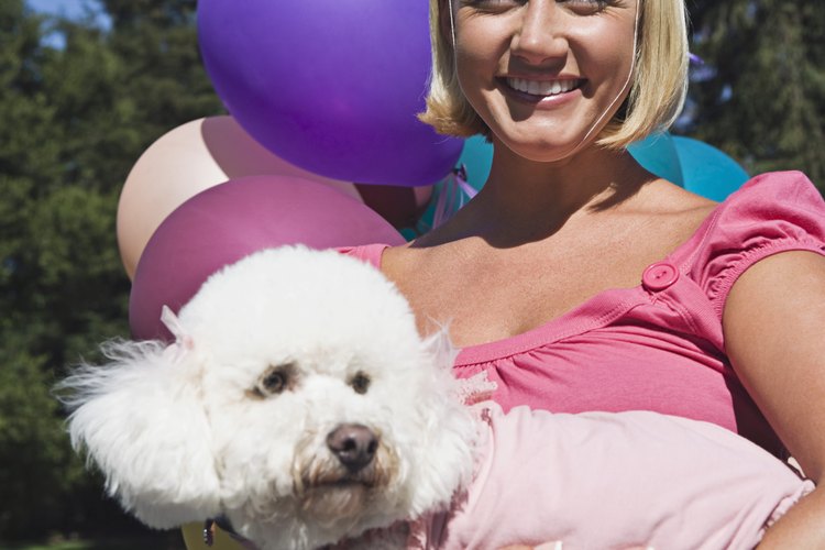 El cuidado de un poodle.