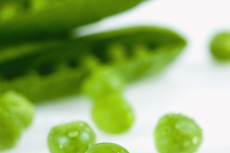 Los guisantes de nieve son utilizados comúnmente en alimentos como sofritos y todo es comestible: la vaina y los guisantes.