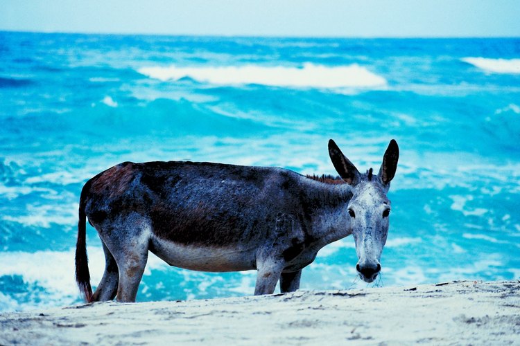 Las playas en las afueras de Barranquilla tienen un aire campestre.