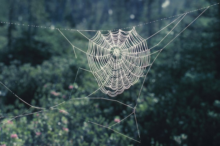 La tela de araña la mantiene fuera de la tierra y lejos de los depredadores.