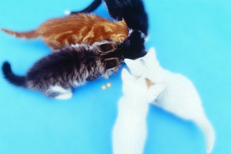 La miel puede contener bacterias, lo que puede ser fatal para los gatitos.