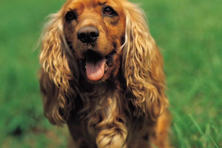 La malassezia es una infección por hongos común que afecta la piel de los perros.