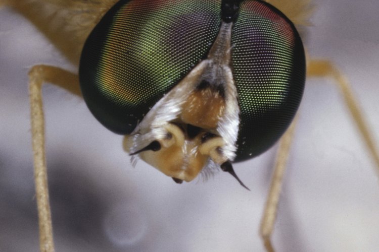 Las moscas domésticas son conocidas por llevar parásitos, bacterias y virus que van a recoger de la basura y heces.