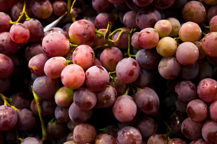 Las uvas americanas han demostrado ser una fuente importante de alimento para Lewis y Clark.