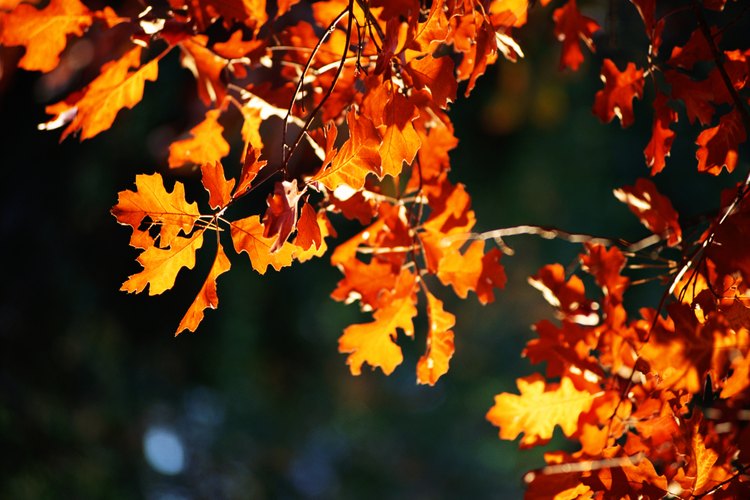 Roble en otoño.