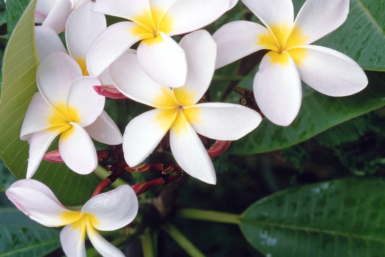 Las flores de la plumeria rubra vienen en una variedad de colores.