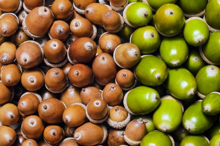 Muchos tipos de animales dependen de las bellotas como su fuente principal de alimento.