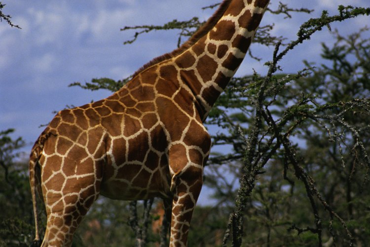 Pese a las altas temperaturas y poca agua, podemos encontrar diferentes tipos de plantas como el arbusto de sauce de río que sirve como alimento a animales como las jirafas.