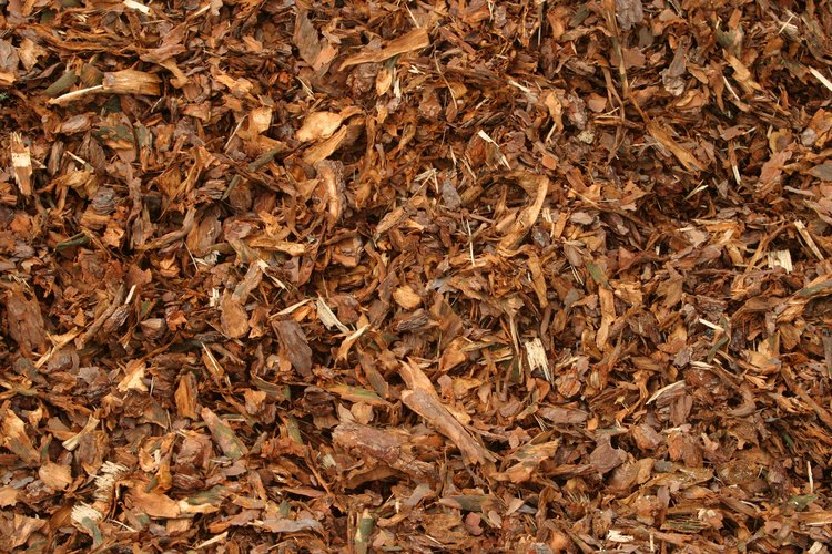 Se recomienda colocar un mantillo de cortezas o astillas de madera de al menos 3 pulgadas (7,5 cm) de profundidad para evitar el crecimiento de la malva común.