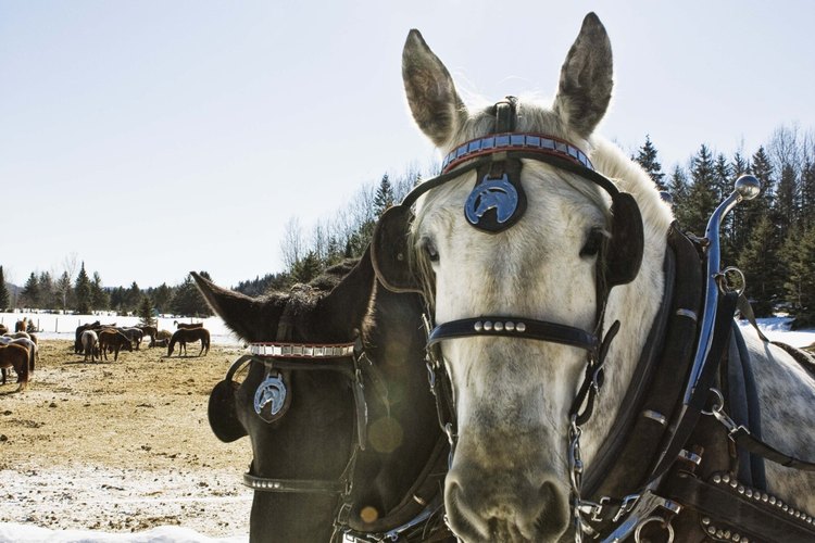 Transforma estiércol de caballo en un rico suplemento de jardín.