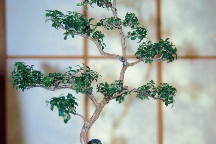 Las plantas bonsai Serissa pueden amoldarse mientras crecen.