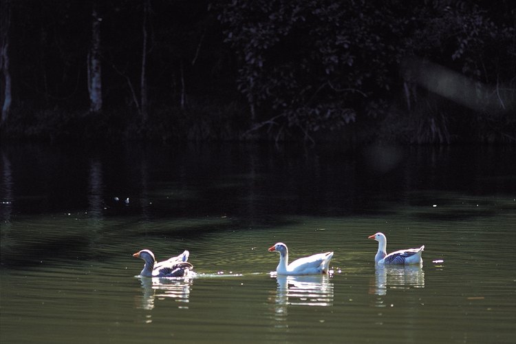 El parque cuenta con estanques y gansos.