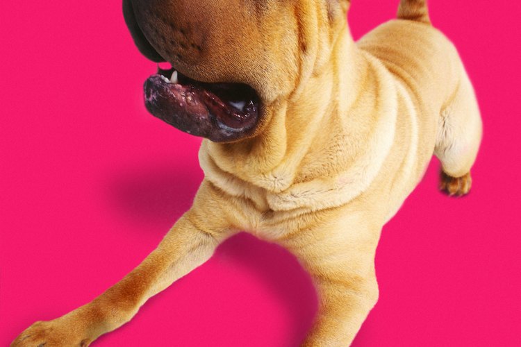 La cabeza de un perro mezclado con shar pei.