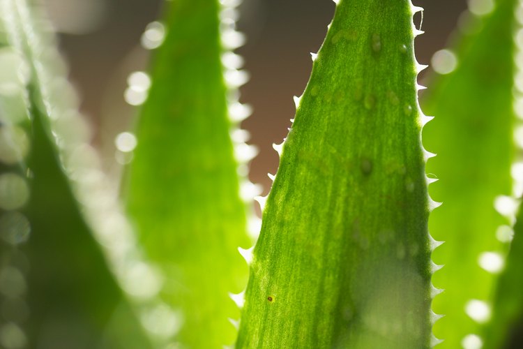 El aloe crece tanto en interiores como en exteriores.
