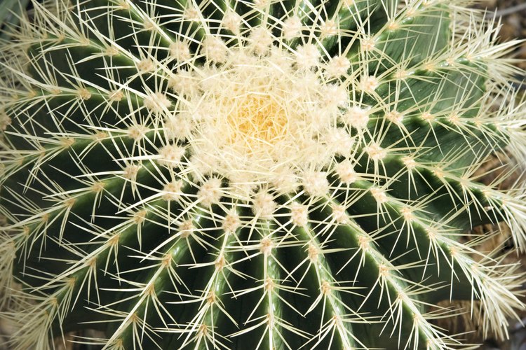 Es muy recomendable que para evitar herirte con las espinas, uses guantes al manejar tus cactus.