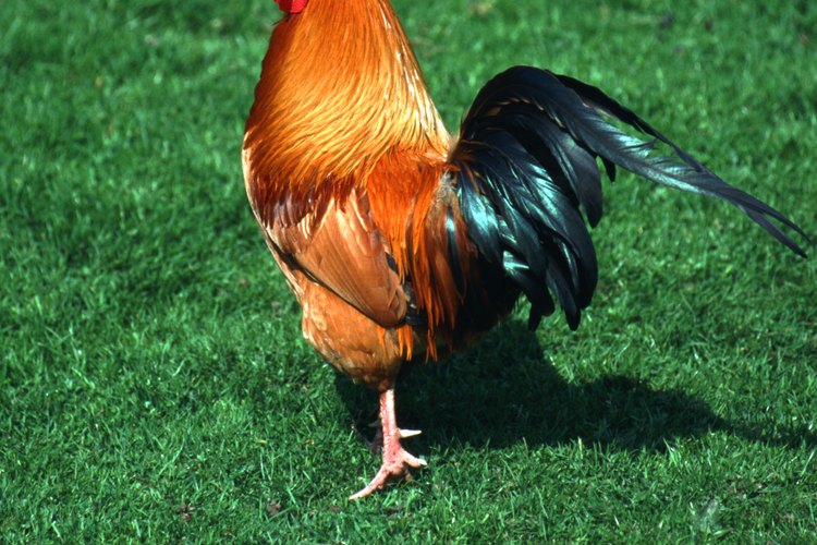 Si está junto a las gallinas, el gallo asume el rol de líder.