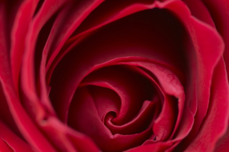 Las rosas rojas agregan un toque romántico a cualquier centro de mesa.