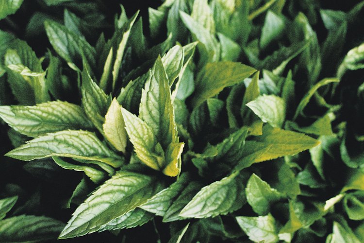 Hojas de menta.