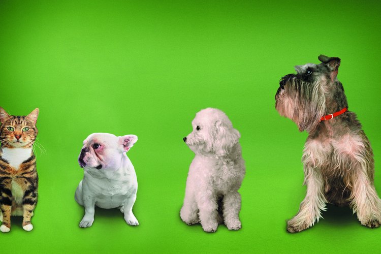 El fraile Jack Wintz llegó a la conclusión de que los perros y otros animales comparten la vida después de la muerte con los humanos.