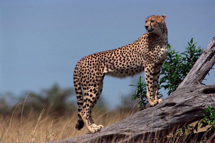 El guepardo es otra especie animal en peligro de extinción.