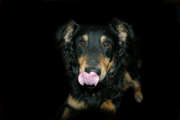 Evita que los perros se laman las zonas con dermatitis aguda.
