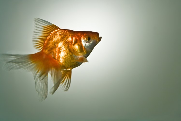 Los hermosos carpines sufren de hinchazón más que otros tipos de peces.