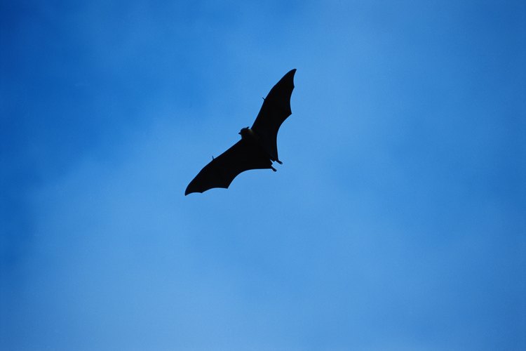 Los murciélagos pueden controlar las poblaciones de insectos.