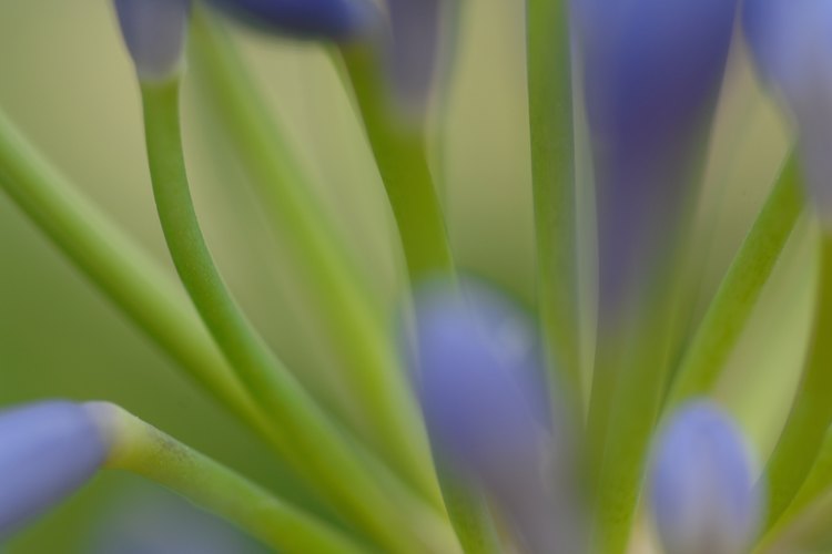 Los agapantos son plantas perennes con flores.