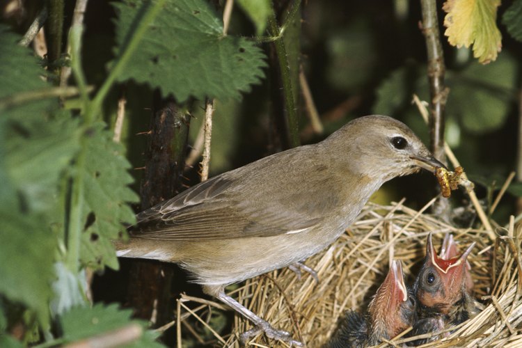 Curruca mosquitera
