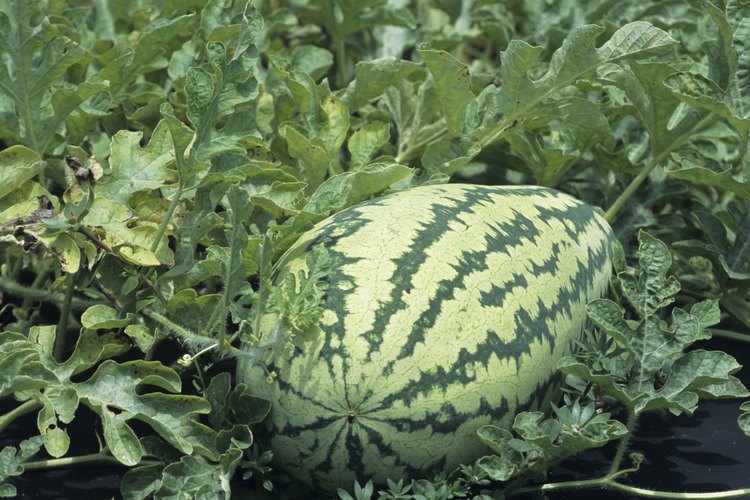 Como un vegetal de estación cálida, la sandía se desarrolla durante los meses de verano, cuando las temperaturas son más altas.