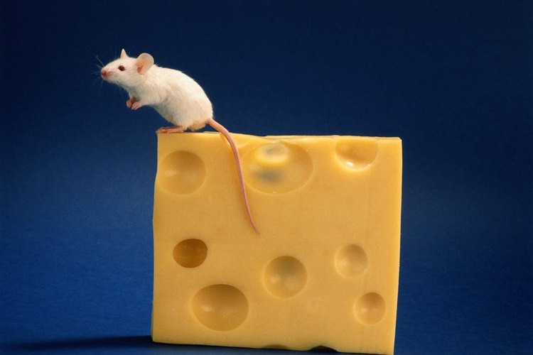 El ratón se ubica generalmente bastante alto en la escala de la inteligencia animal debido a sus habilidades de resolución de problemas.