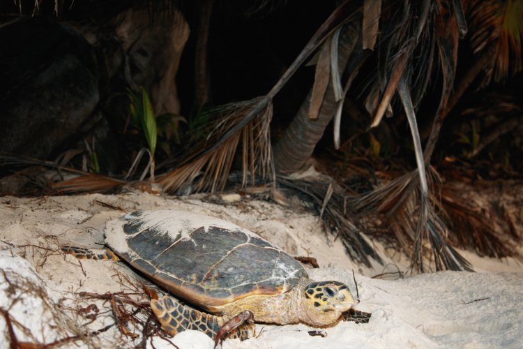 El Plecostomus común es una especie de pez gato que se alimenta de algas y puede crecer hasta 18 pulgadas (45 cm) de largo.