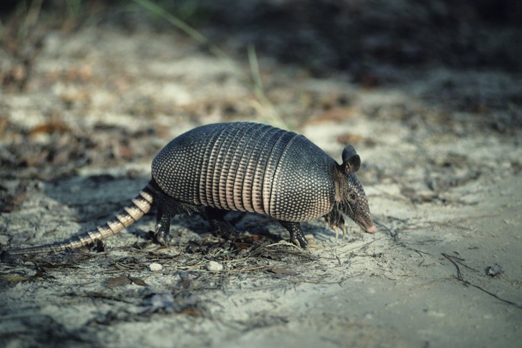 La carne de armadillo tiene un sabor similar a la carne de cerdo o de res.