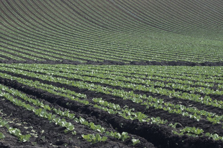 Cultivo de lechuga romana.