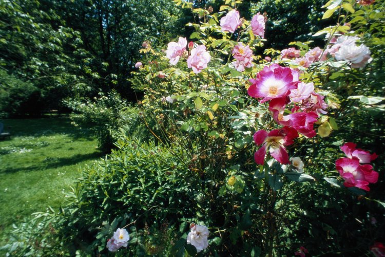Arbusto de rosas.