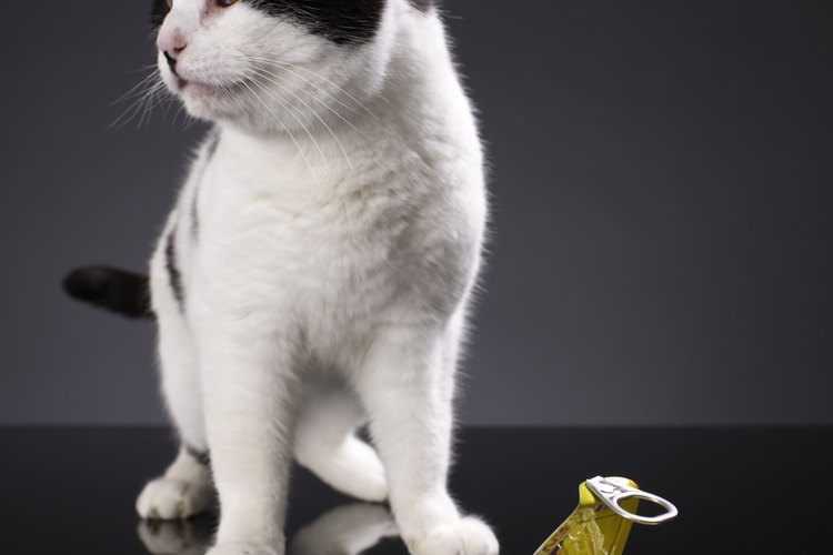 Los gatos y el atún enlatado.