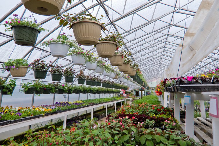 Elige algunas plantas de interiores y exteriores si ella tiene "buena mano" para las plantas.