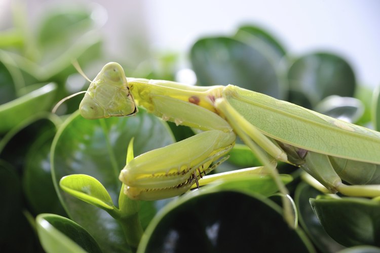 Un primas plano de una mantis religiosa en hojas verdes.